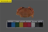 藏品(肉球皺蟹)的圖片